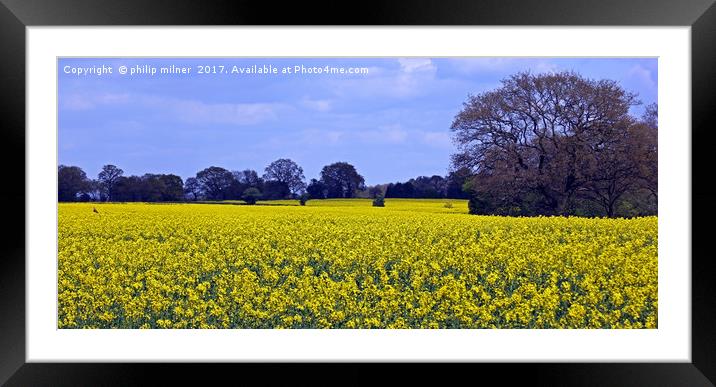 Fields Of Rapeseed Framed Mounted Print by philip milner