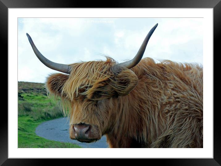 Dartmoor Cow Framed Mounted Print by philip milner