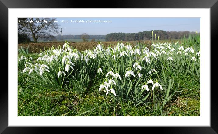 Spring Snowdrops Framed Mounted Print by philip milner