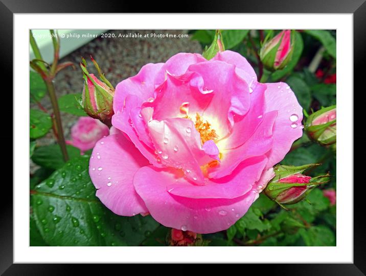 My Garden Rose Framed Mounted Print by philip milner