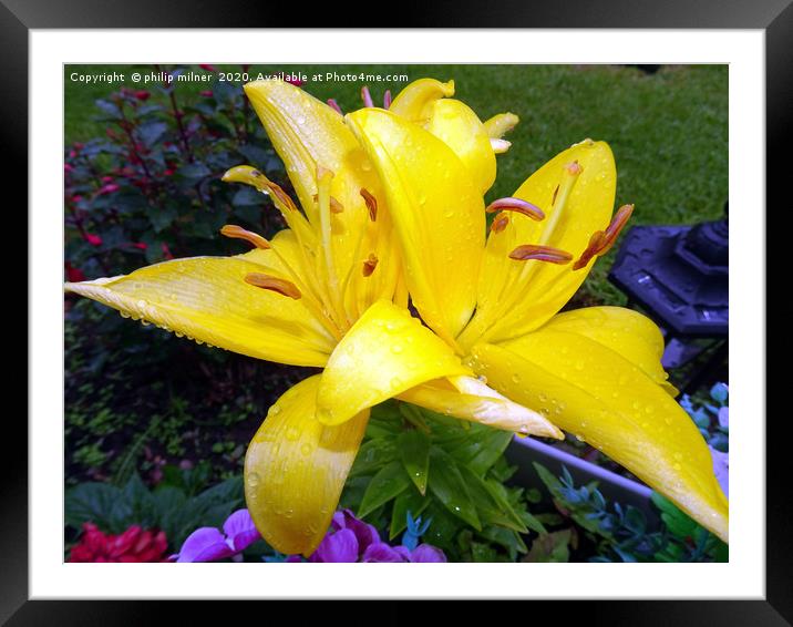 Yellow Lilly Framed Mounted Print by philip milner