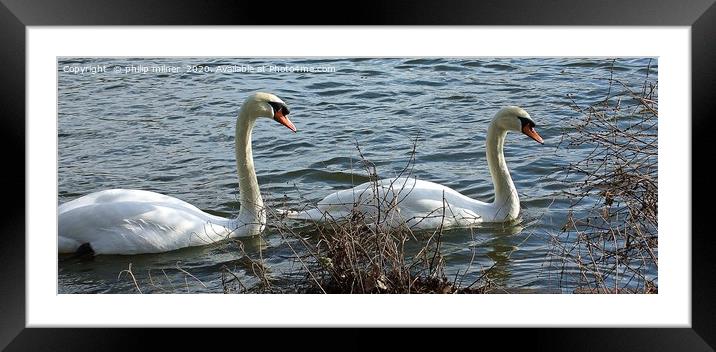 Swans A Swimming Framed Mounted Print by philip milner