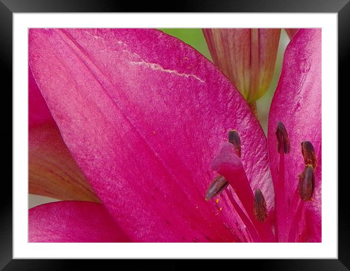 Pink Lilly Framed Mounted Print by Dawn Gillies