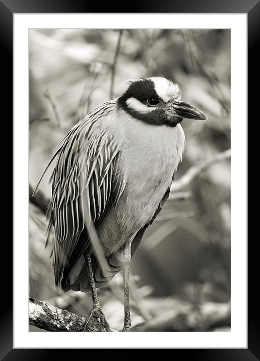 Night Heron Close-up Framed Mounted Print by Candice Smith