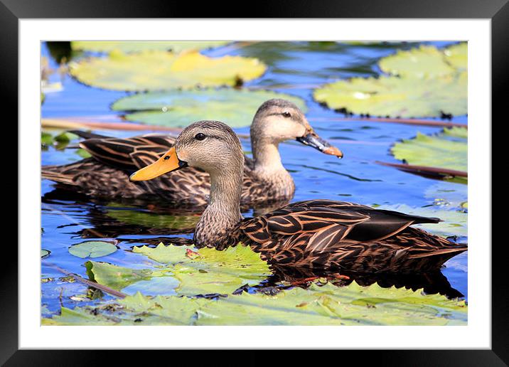 Mallard Pair Framed Mounted Print by Candice Smith
