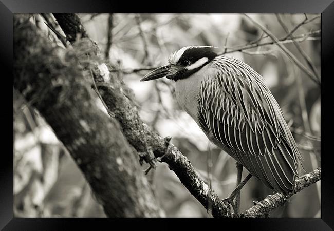 Night Heron BW Framed Print by Candice Smith