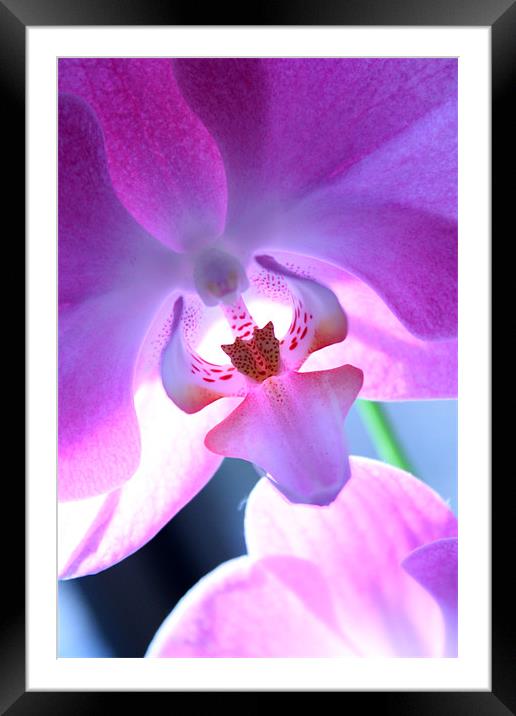 Orchid Framed Mounted Print by Candice Smith