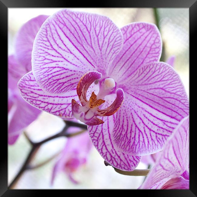 Orchid Square Framed Print by Candice Smith