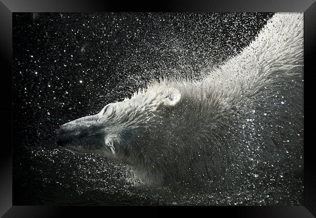 Tom, the Polar Bear Framed Print by Monika Nakládalová