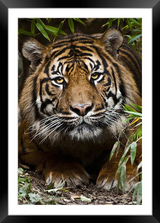 Sumatran Tiger Framed Mounted Print by Monika Nakládalová