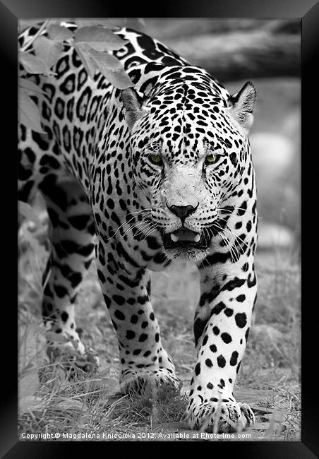 Jaguar's Eyes Framed Print by Magdalena Kniecicka