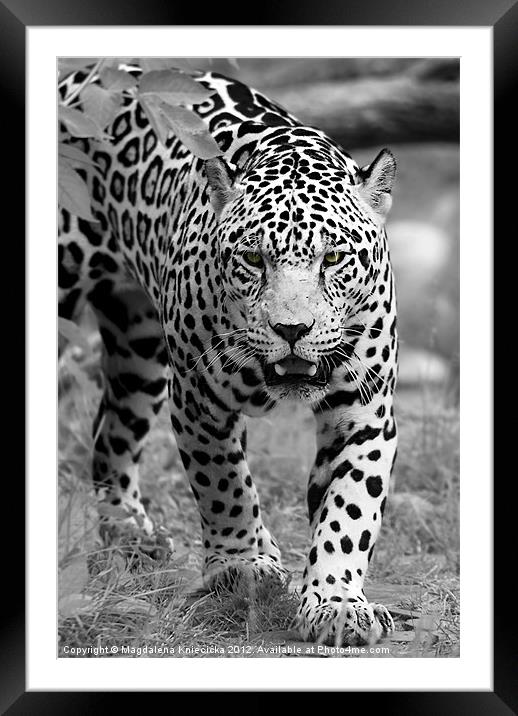 Jaguar's Eyes Framed Mounted Print by Magdalena Kniecicka