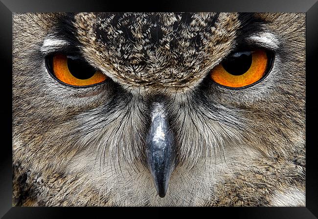 Eagle Owl Framed Print by Magdalena Kniecicka
