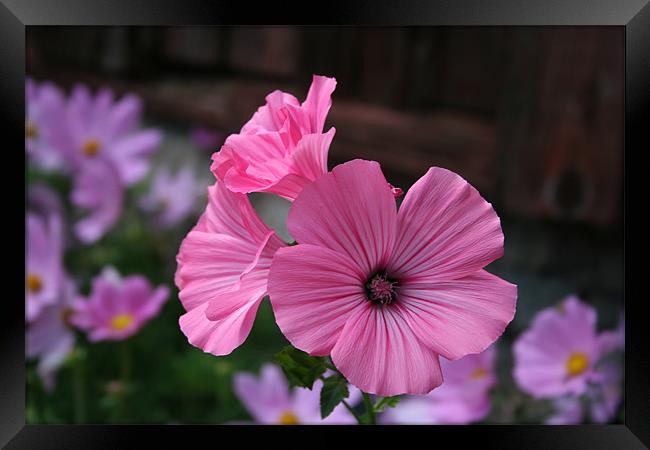 Hello, I'm Pink Framed Print by Erika Laur