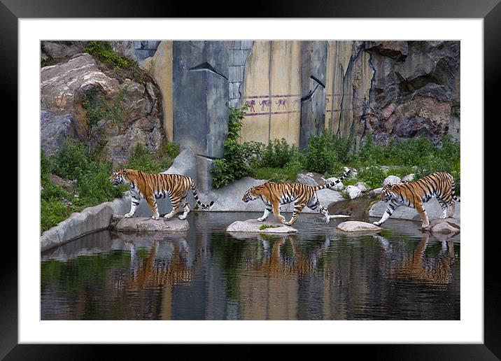 The tiger crossing Framed Mounted Print by Erika Laur