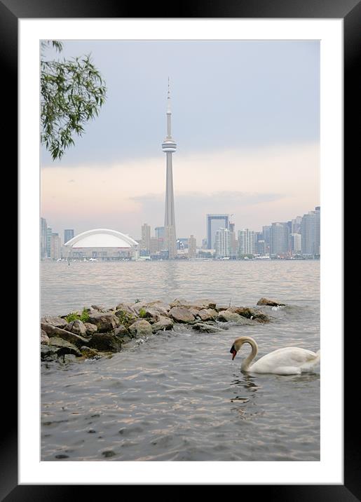 Toronto City Skyline Framed Mounted Print by DROO Photographer