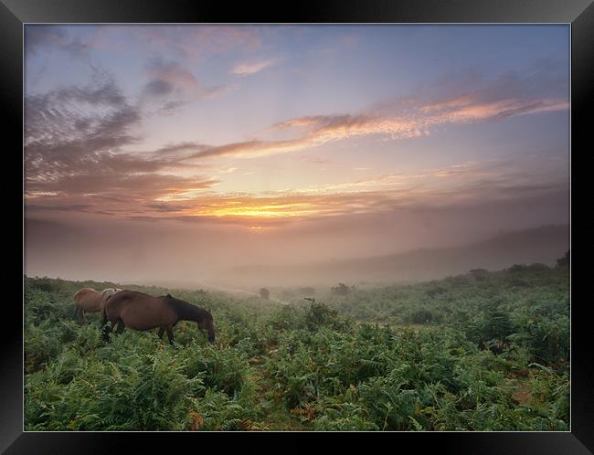 Misty New Forest Pony Sunrise Framed Print by stuart bennett