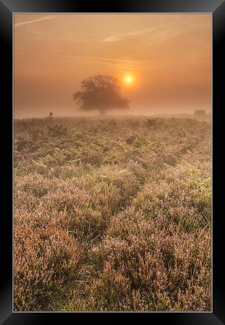  New Forest Misty Sunrise Framed Print by stuart bennett