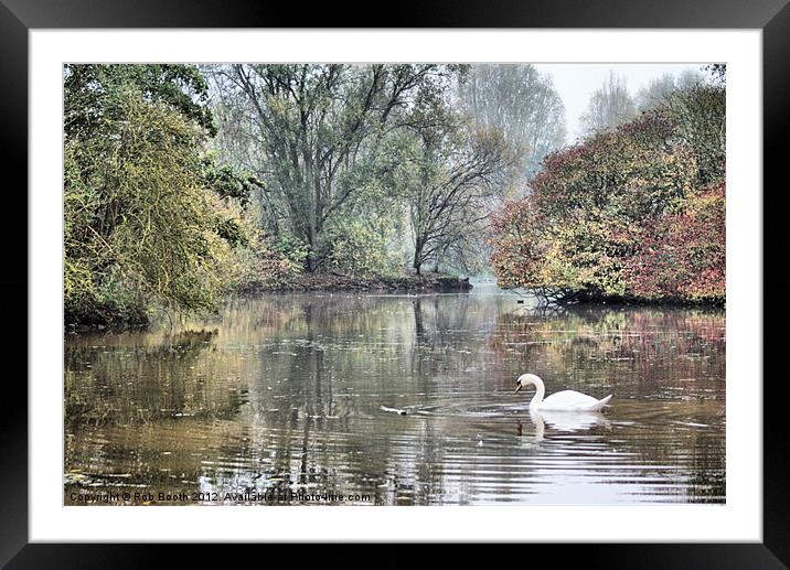 'Swan at Mill Lakes' Framed Mounted Print by Rob Booth