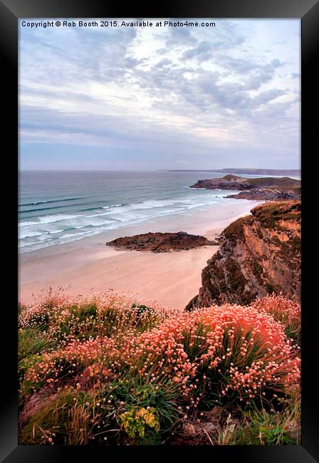  Sea Thrift at Dusk Framed Print by Rob Booth