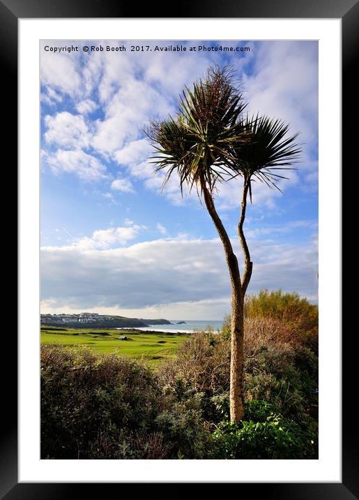 Fistral Palm  Framed Mounted Print by Rob Booth