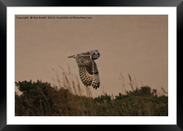 Short Eared Owl Framed Mounted Print by Rob Booth