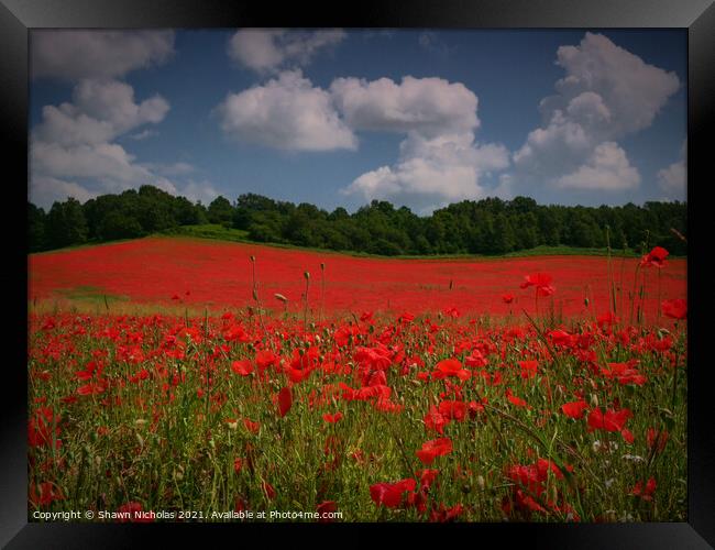 Poppy Field in Bewdley Worcestershire Framed Print by Shawn Nicholas