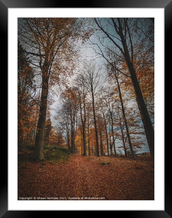 Forest in Autumn on a cloudy day Framed Mounted Print by Shawn Nicholas