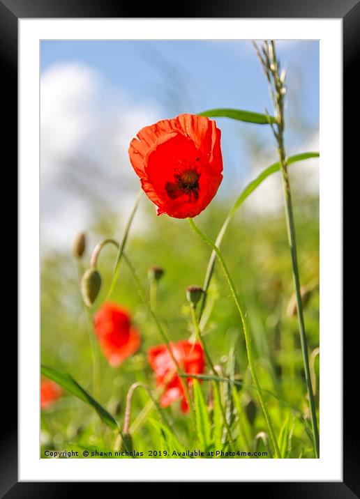 Poppies Framed Mounted Print by Shawn Nicholas