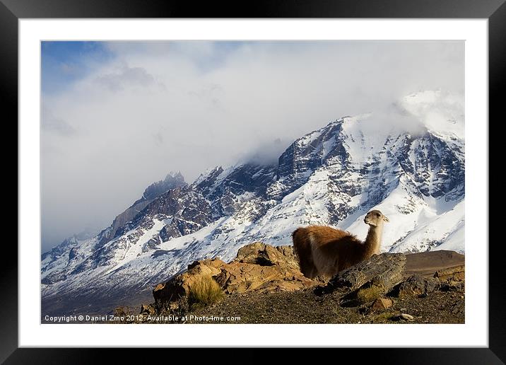 Guanaco in Torres del Paine Framed Mounted Print by Daniel Zrno