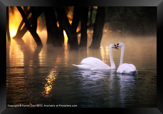 Swan Romance Framed Print by Daniel Zrno
