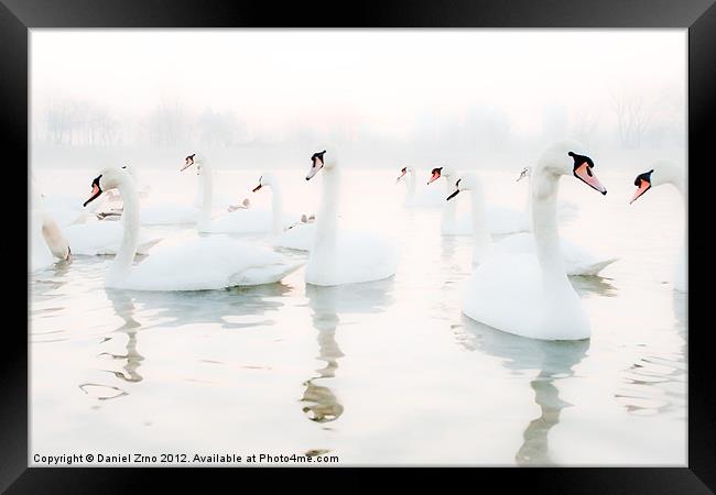 Swan White Framed Print by Daniel Zrno