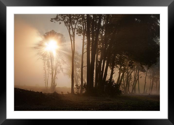 Morning Glory Framed Mounted Print by Daniel Zrno