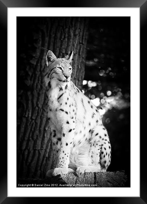 Lynx Framed Mounted Print by Daniel Zrno