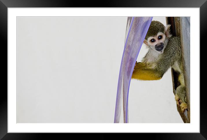 Squirrel Monkey Framed Mounted Print by Craig Howie