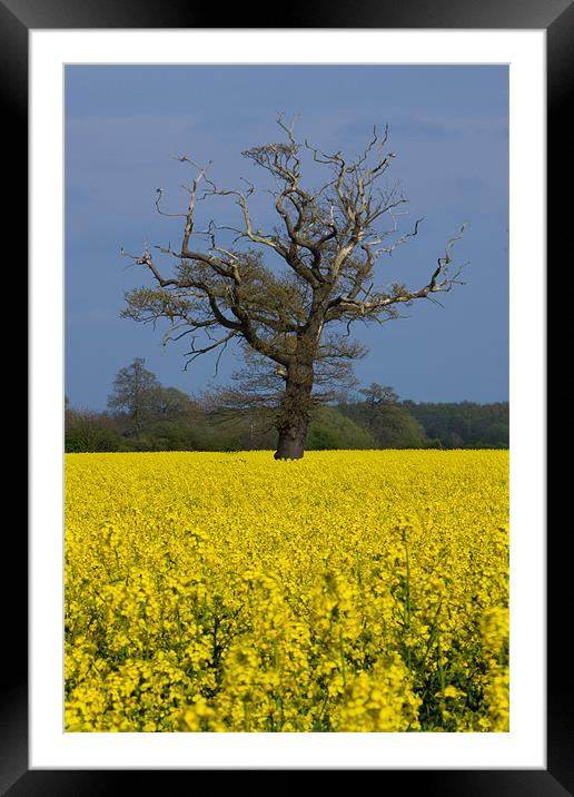 Fields of Gold Framed Mounted Print by Stuart Hallam