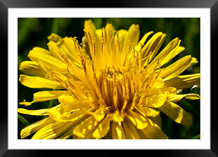 A Dandelion close-up in the summer sunshine Framed Mounted Print by Dave Frost