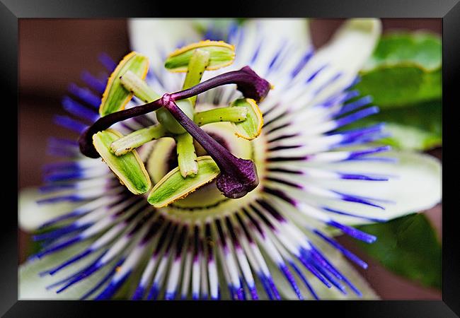 Passion Flower Macro Framed Print by Dave Frost