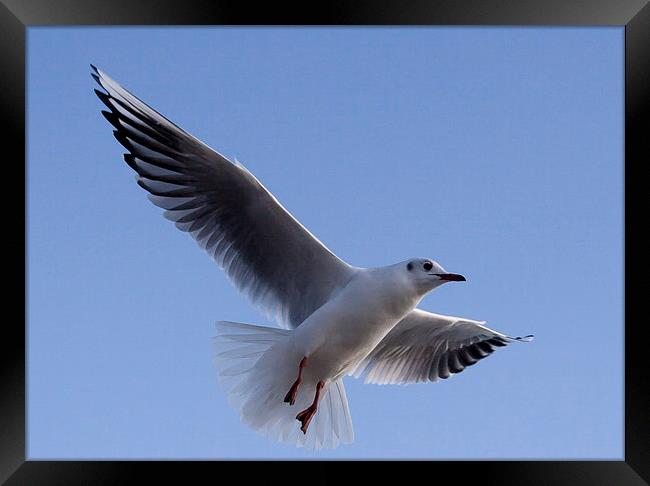 Gull against blue sky Framed Print by Dave Frost