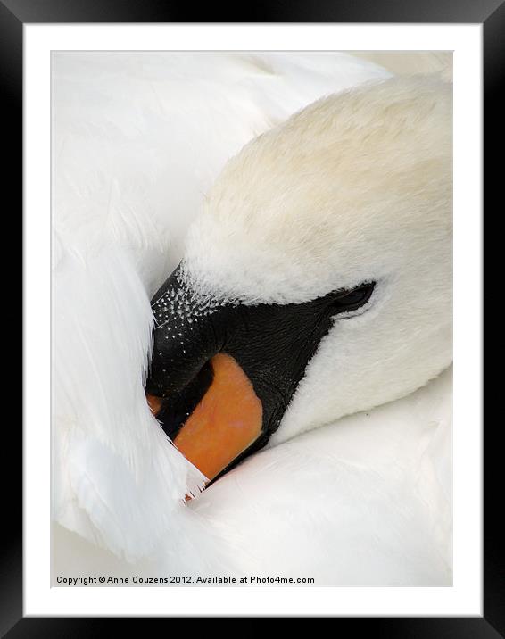 Sleeping Swan Framed Mounted Print by Anne Couzens