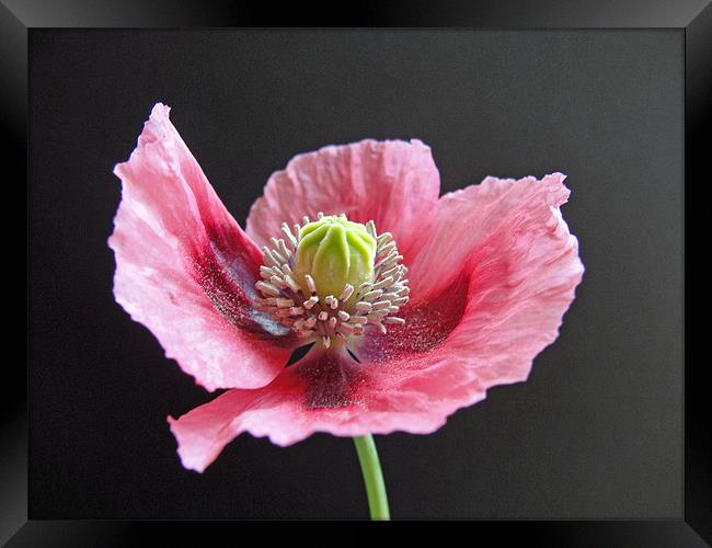 Pink Poppy Framed Print by Anne Couzens
