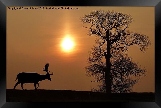 Fallow Deer Framed Print by Steve Adams