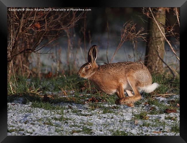 Lift off Framed Print by Steve Adams