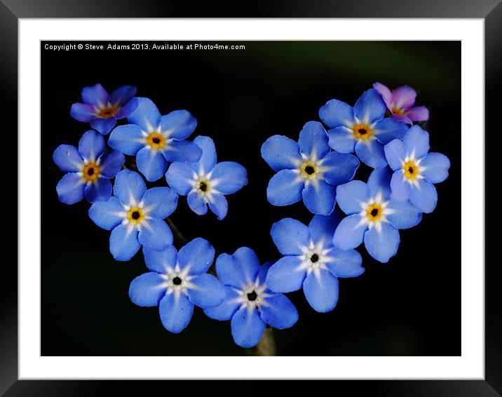 Forget me Not Framed Mounted Print by Steve Adams