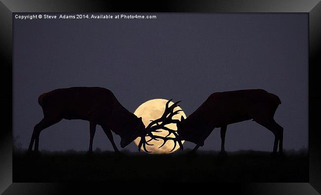  Moonlight Rut Framed Print by Steve Adams