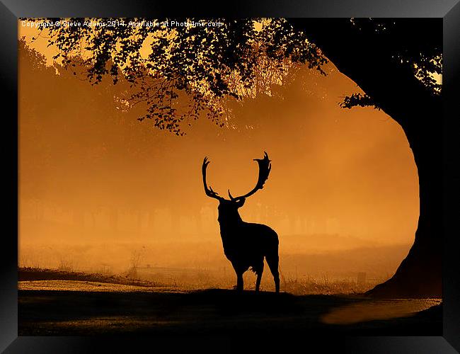  Fallow buck Silhouette Framed Print by Steve Adams