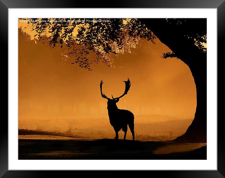  Fallow buck Silhouette Framed Mounted Print by Steve Adams