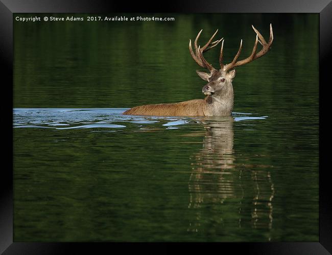 Deer Dip Framed Print by Steve Adams