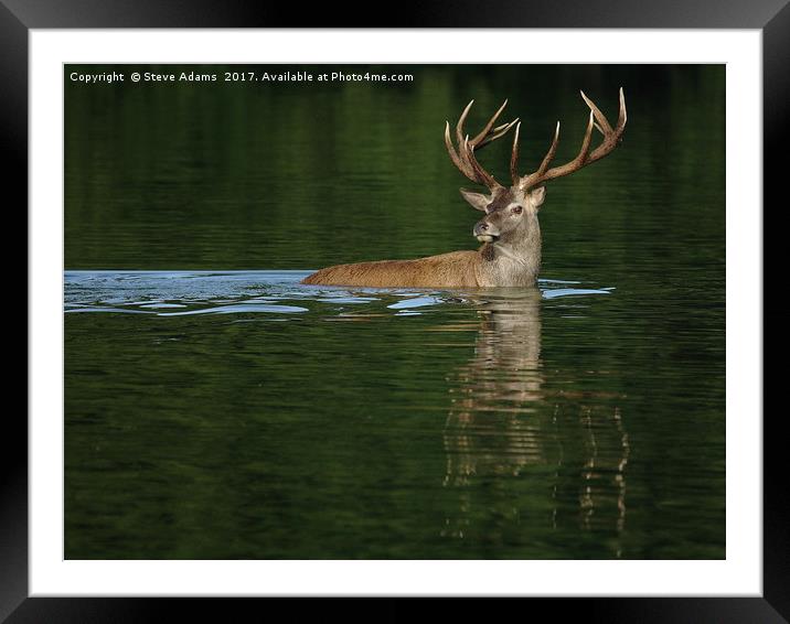 Deer Dip Framed Mounted Print by Steve Adams