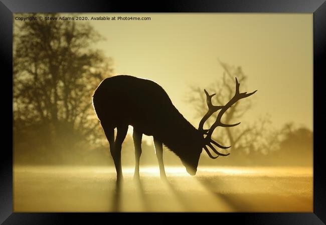 Sunlit stag Framed Print by Steve Adams